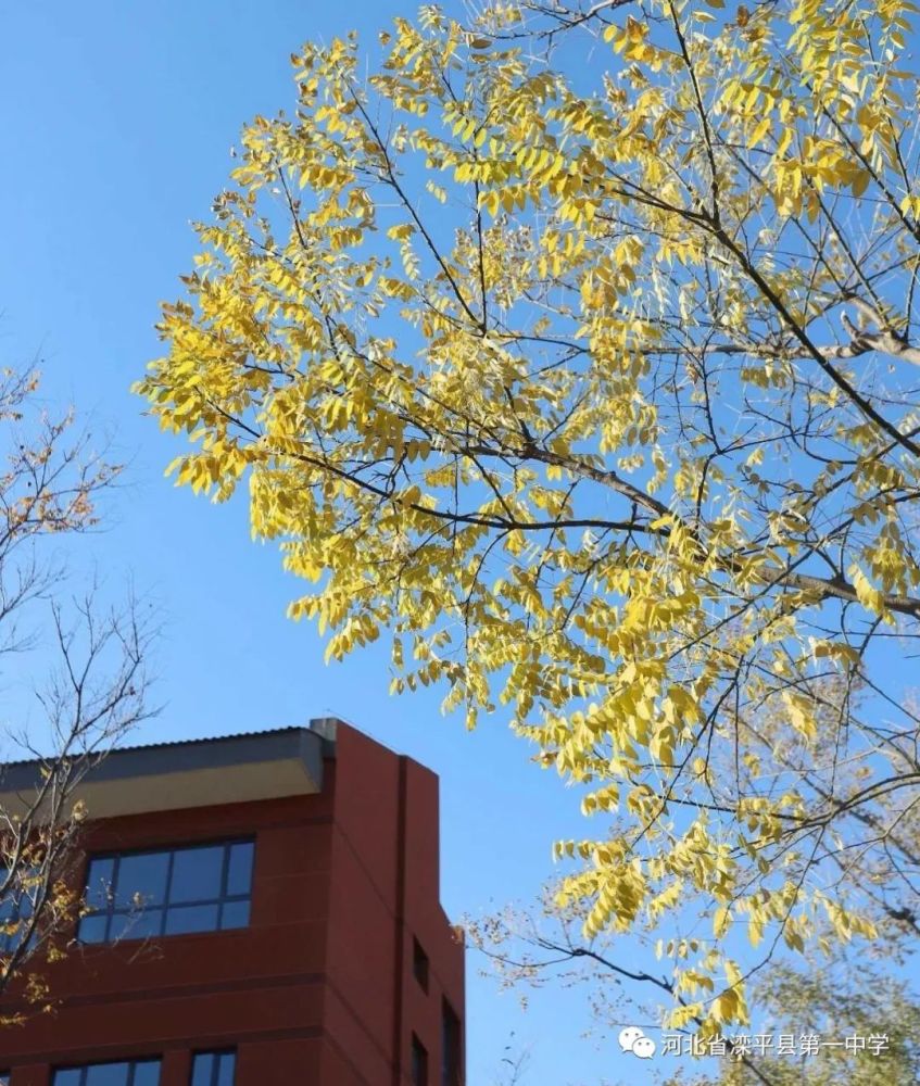 老舍|一叶落而知天下秋，请君共看滦平一中校园里最美的秋！