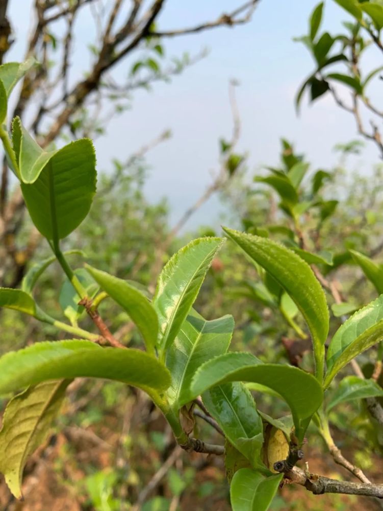 春茶不知道選什麼這些雲南大葉種知名茶樹品種不能不知道