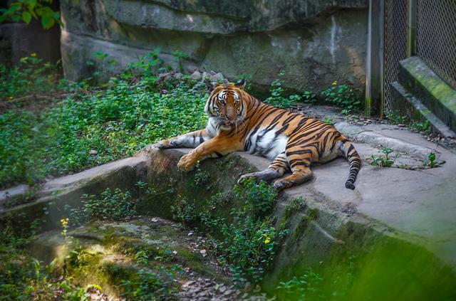 华南虎|华南虎“野化”，还有希望恢复野生华南虎种群吗？