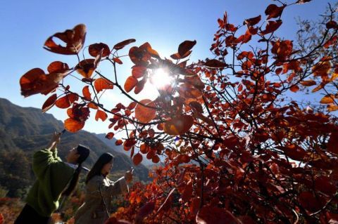 西山村|寻迹京西山村 醉赏深秋红叶