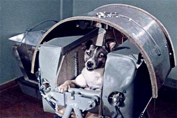 徕卡|苏联曾将一只3岁小狗送入太空，62年过去，如今仍在地球轨道流浪