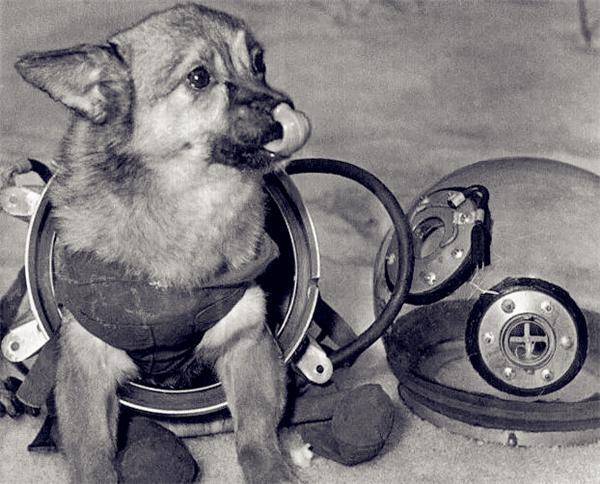 徕卡|苏联曾将一只3岁小狗送入太空，62年过去，如今仍在地球轨道流浪