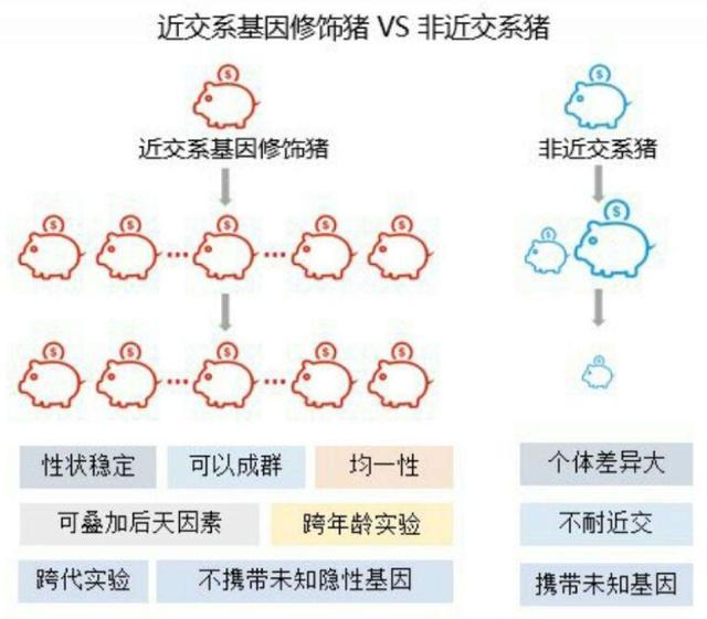 近亲繁殖|两只老鼠为什么可以一直繁衍，而不发生基因塌陷？