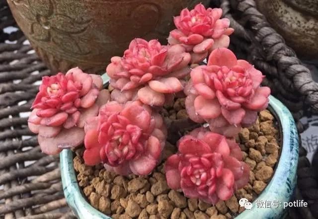 蜡牡丹如何种植 蜡牡丹的种植要点是什么 植株 蜡牡丹 多肉 盆土