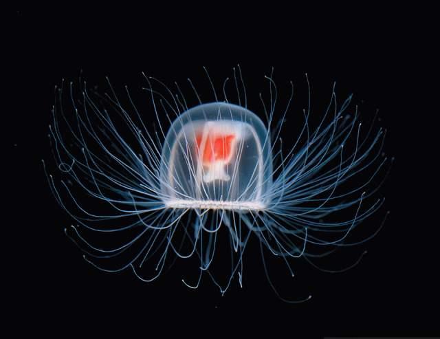 长生不老|它如果不死，就会一直活下去，科学家：我得研究研究了