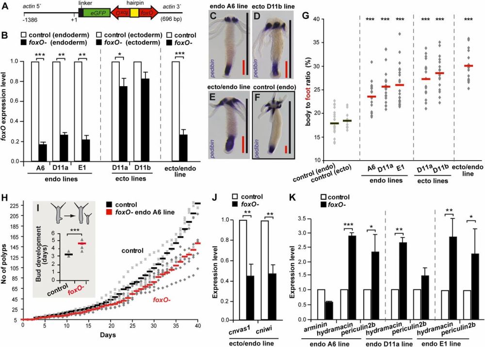 长生不老|它如果不死，就会一直活下去，科学家：我得研究研究了
