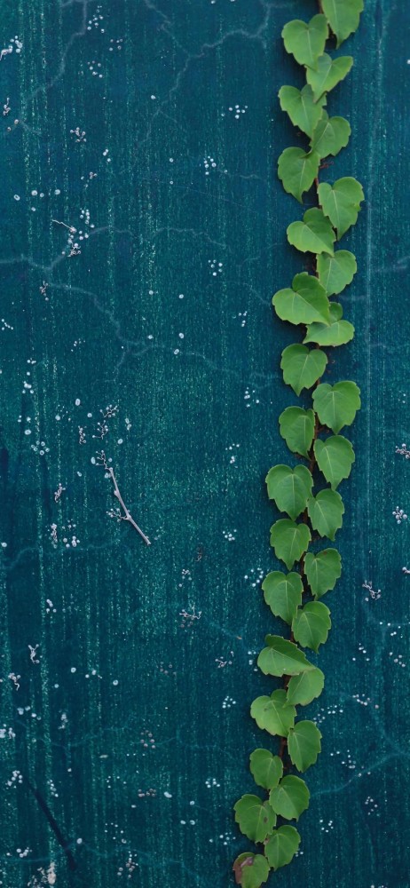 qq微信/超级好看的绿色背景图_腾讯新闻