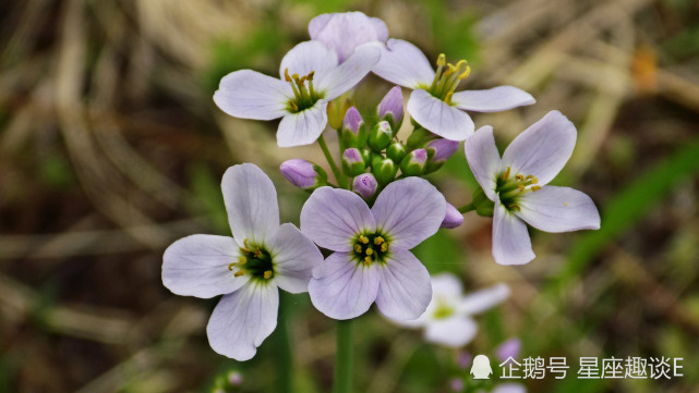 10月16日星座运势披荆斩棘 迎难而上的四大星座 星座 摩羯座 金牛座 天秤座 异性缘 星座运势