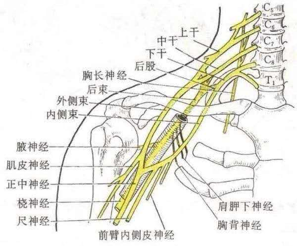 临床常见典型体征的臂丛神经损伤