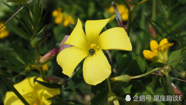 10月16日星座运势 白羊行动果断 狮子全力以赴 射手思路清晰 狮子座 星座运势 白羊座 射手座