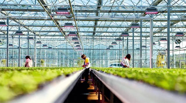 农民|中国可耕地仅有印度的2/3，咋让14亿人吃饱？