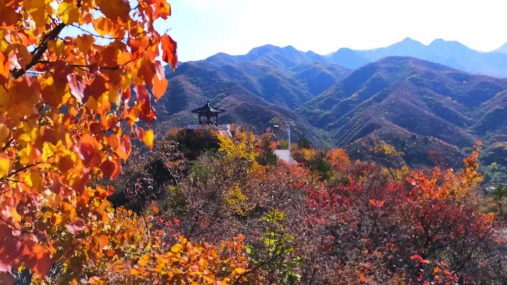 红叶|浪漫赏叶季 周末到这些地方感受金秋之美