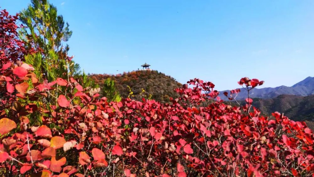 红叶|浪漫赏叶季 周末到这些地方感受金秋之美