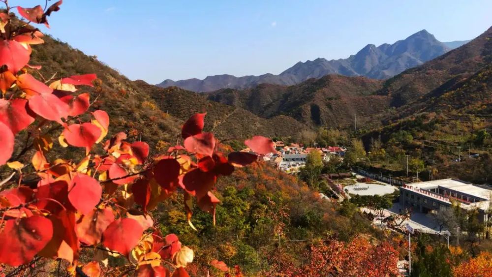 红叶|浪漫赏叶季 周末到这些地方感受金秋之美