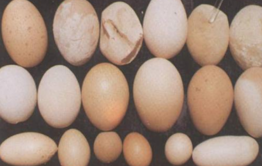 蛋鸡|养鸡技术｜鸡产软蛋，我们该怎么办？