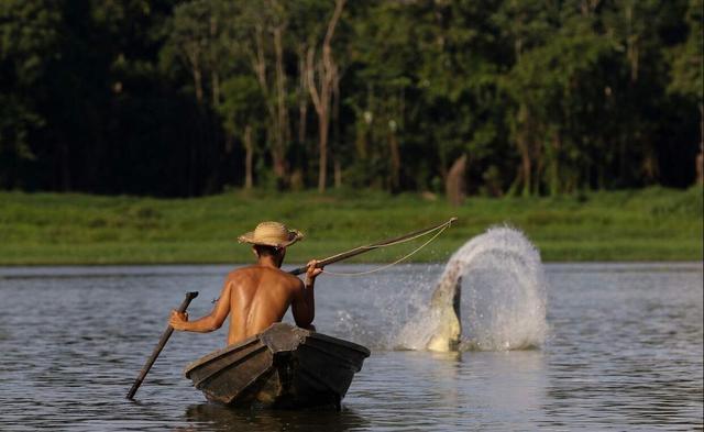 亚马逊河流发现巨型生物 金色鳞片坚硬无比 食人鱼都没有办法 腾讯新闻