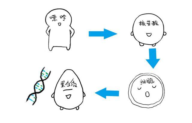平时我饮食很注意 很健康 那为什么尿酸还会高 而且有痛风 尿酸高 高尿酸血症 痛风石 尿酸 痛风