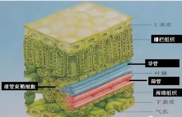 而药液很难进入到栅栏组织,即使能够达到,也有可能杀伤叶片,这就增加