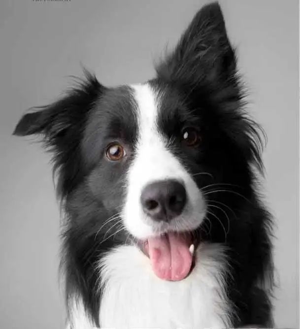 犬挺拔的身姿,敏锐的耳朵,坚定的眼神,狼一样的体型,这就是军犬德牧