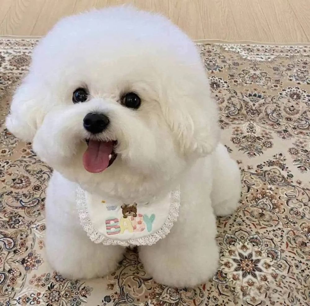 圆头圆脑的还有点呆萌,怎么会被分到聪明狗狗专栏呢?