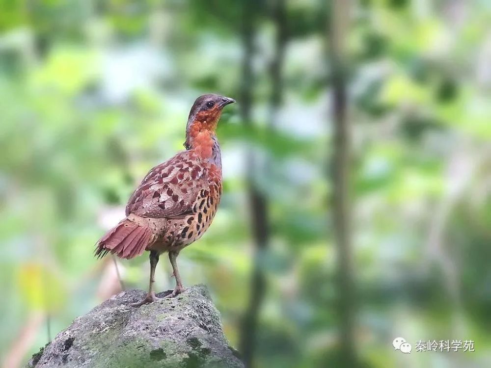 灰胸竹雞雌鳥 (圖片:網絡)