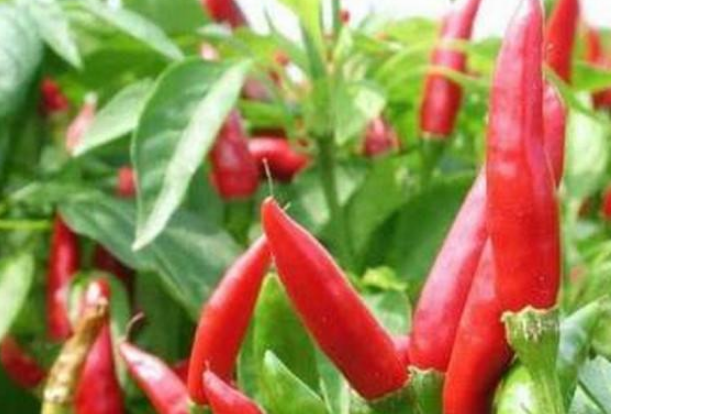 辣椒|上世纪30年代，红军为何禁止指战员、战士们吃辣椒？