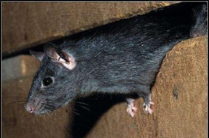 鼠疫|一群从亚洲“逃难”来的老鼠，终结了肆虐欧洲数百年的“黑死病”