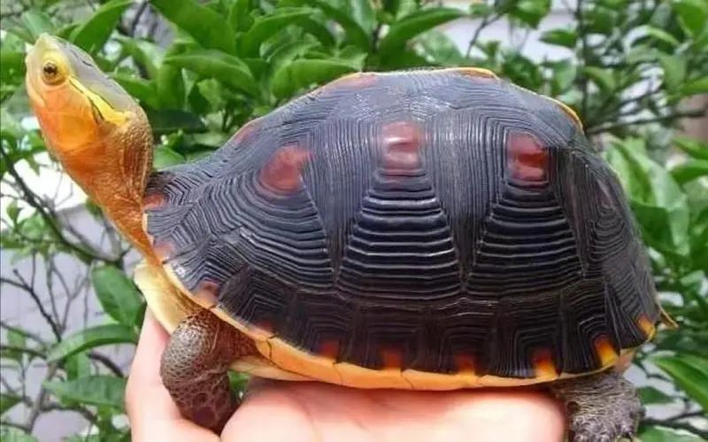 王新越|从山野常客到濒危物种：两种中国本土龟类的悲歌