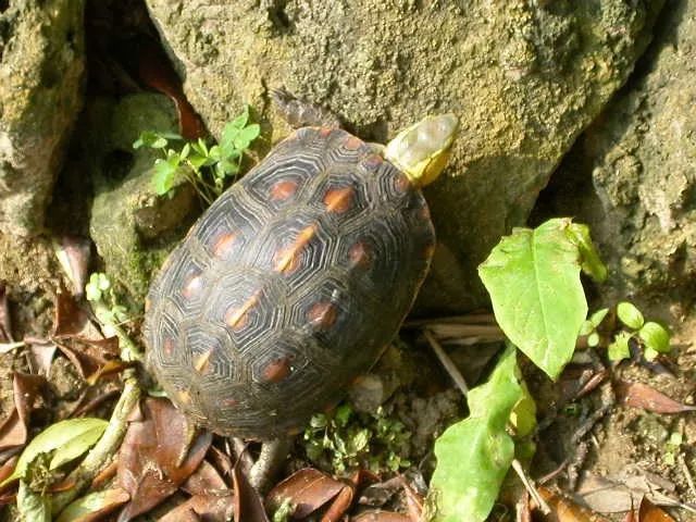 王新越|从山野常客到濒危物种：两种中国本土龟类的悲歌