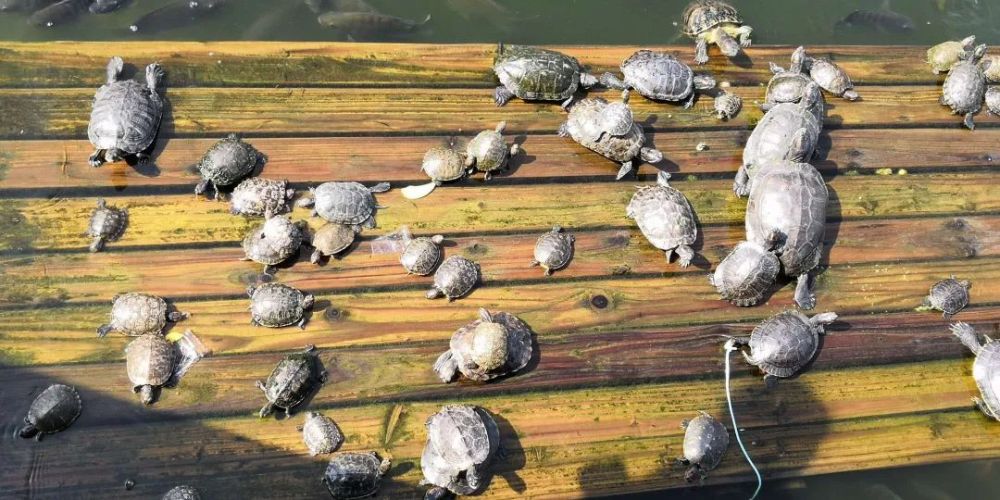 王新越|从山野常客到濒危物种：两种中国本土龟类的悲歌