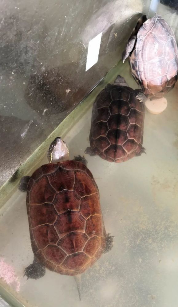 王新越|从山野常客到濒危物种：两种中国本土龟类的悲歌