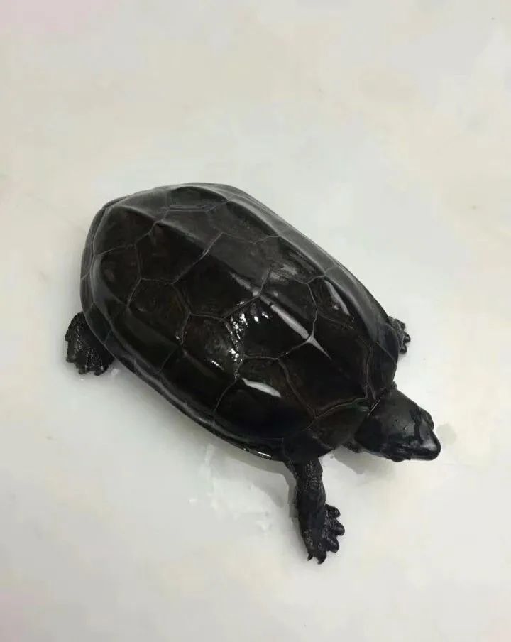 王新越|从山野常客到濒危物种：两种中国本土龟类的悲歌