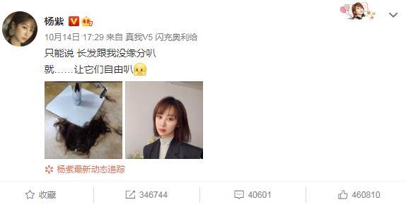 杨紫|铁打的战绩，永远的陪跑，真替杨紫感到亏得慌