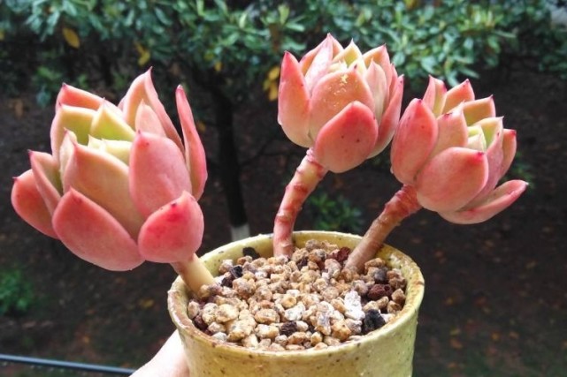 非常容易出状态的多肉金辉紫荆花的形状还能养出金黄橙红色