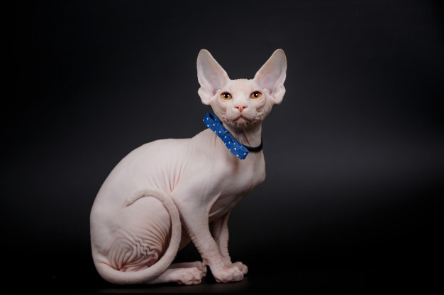 斯芬克斯猫(加拿大无毛猫,sphynx cat)是一种因为自然基因突变而缺乏