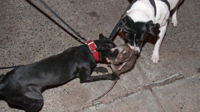 狗拿耗子『狗拿耗子什么意思』