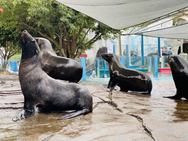 超萌世界最大海狗入住成都海昌极地海洋公园