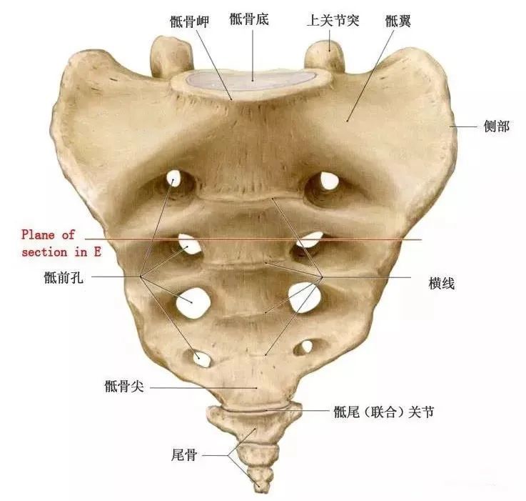 乾貨有些腰痛罪魁禍首是骶髂關節詳細解剖結構圖文