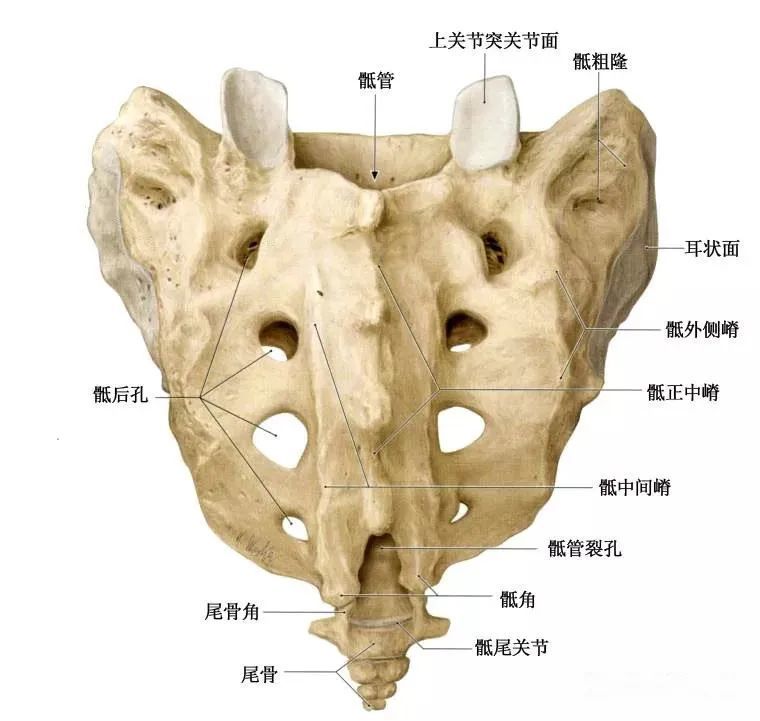 干货有些腰痛罪魁祸首是骶髂关节详细解剖结构图文