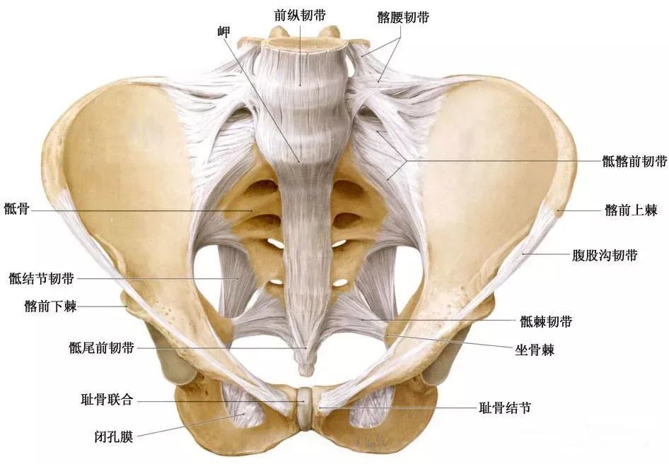 骶髂前韧带:是位于前下方的囊状增厚,在近弓状线处和髂后下部尤其发达