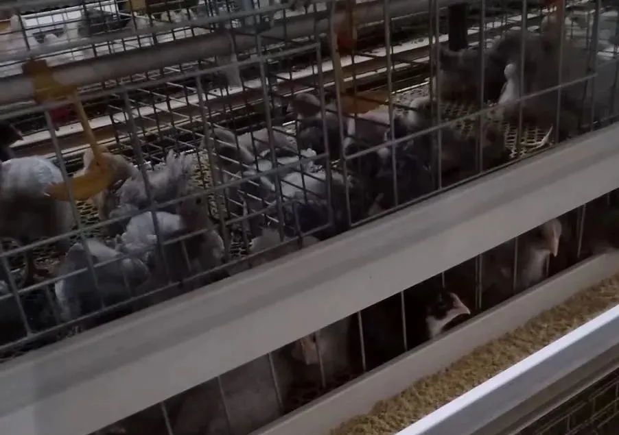 鸡舍|养殖管理丨鸡舍没有大通风，为啥鸡仍受凉？