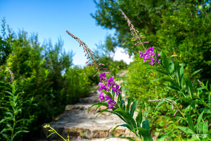 高山草甸|北京第三高峰百花山，夏日清凉世界，高山林海花园