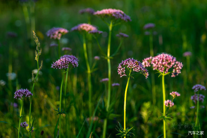 高山草甸|北京第三高峰百花山，夏日清凉世界，高山林海花园