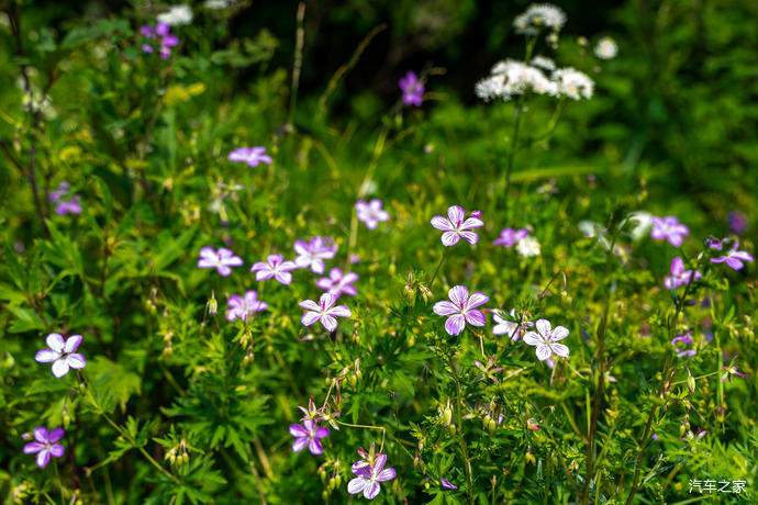 高山草甸|北京第三高峰百花山，夏日清凉世界，高山林海花园