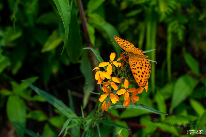 高山草甸|北京第三高峰百花山，夏日清凉世界，高山林海花园
