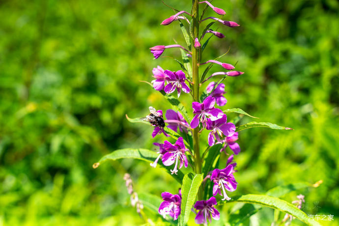 高山草甸|北京第三高峰百花山，夏日清凉世界，高山林海花园