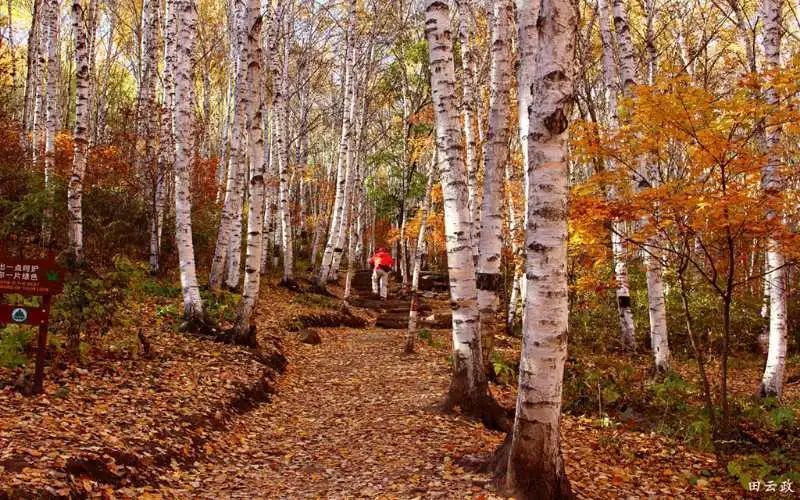 红叶|浪漫赏叶季 周末到这些地方感受金秋之美