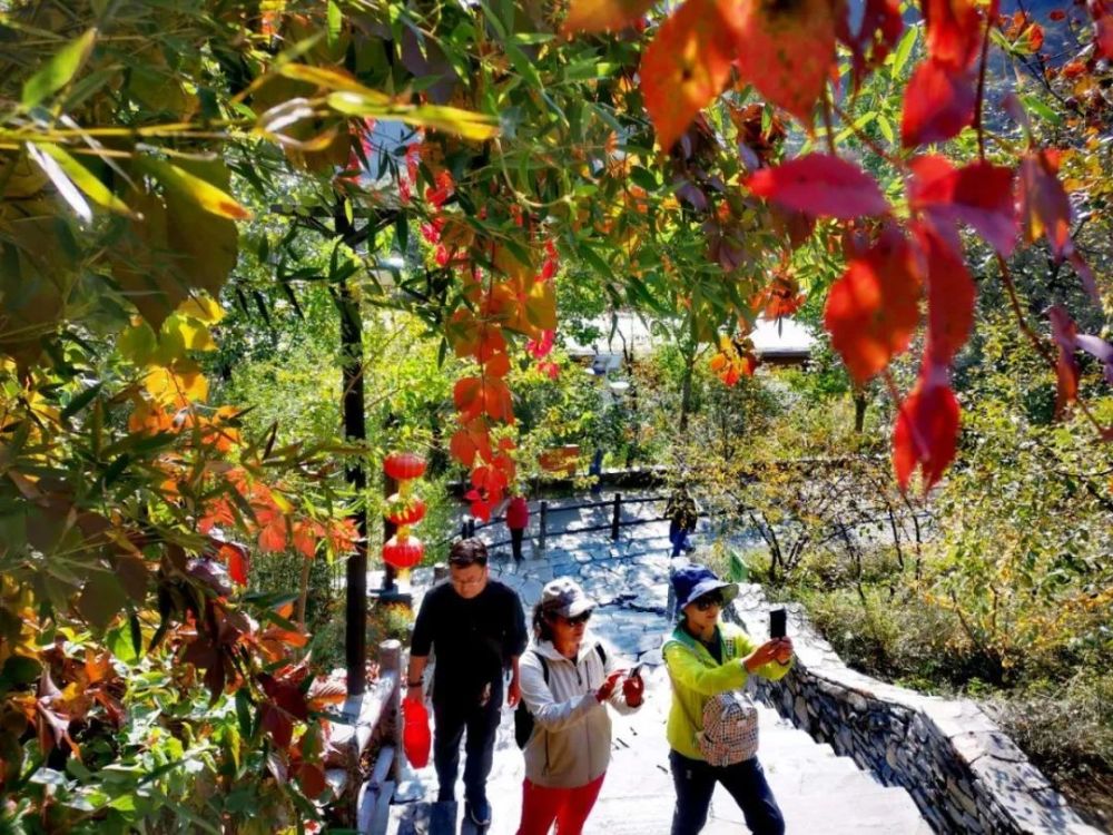 红叶|浪漫赏叶季 周末到这些地方感受金秋之美