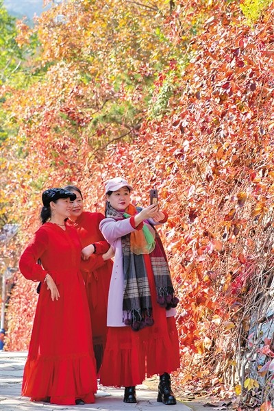 香山公园|香山红叶观赏期开始 预计有6天高峰日