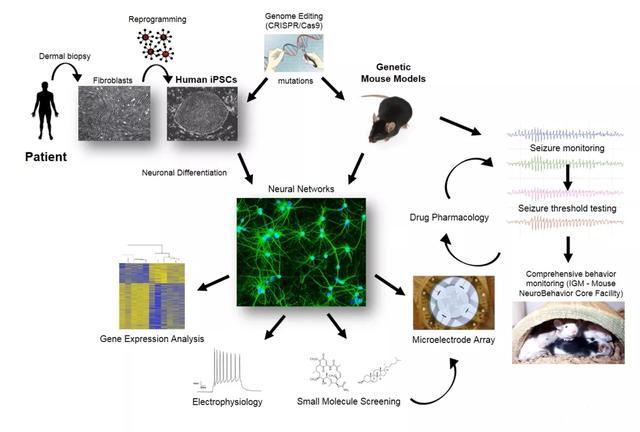 脑科学|【文献汇编】多孔微电极阵列在脑科学研究中的应用（聚焦癫痫